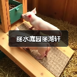 丽水庭园丽湖轩（图3）