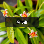 黛与绀（图4）