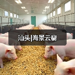 汕头|海景云翡（图2）